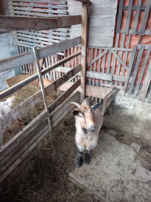 Vând /Schimb 2 capre Anglo Nubian și Metis Alpin