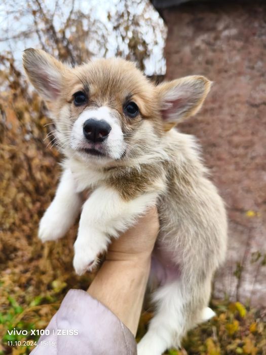 Щенки вельш корги пемброк.
