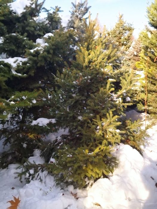 Новогодние ели на срез!