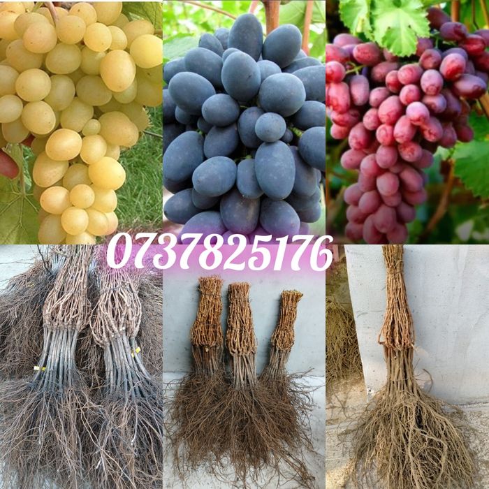 Vand butasi certificati altoiti