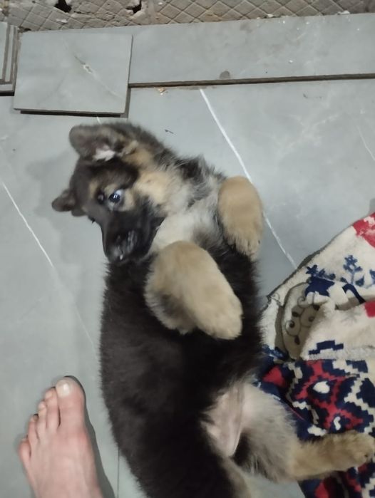 Продам шенка немецкой овчарки