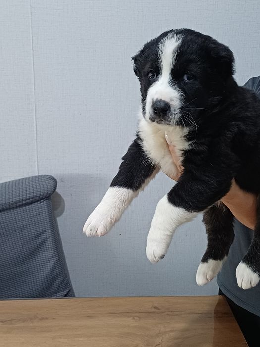 Среднеазиатская овчарка