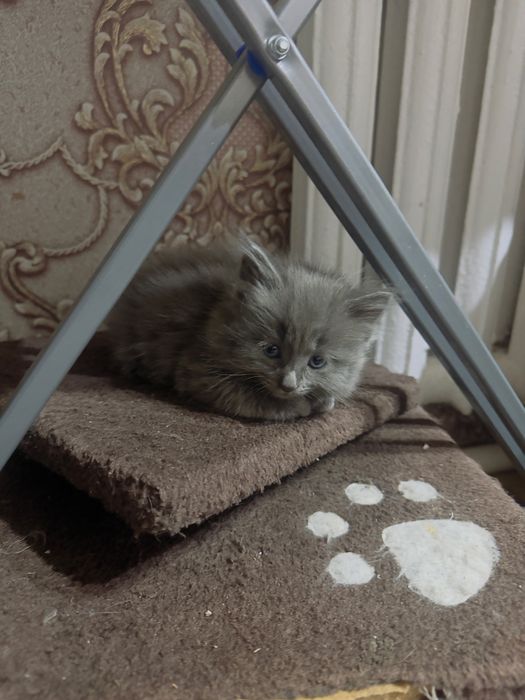 Отдам красивых шустрых котят