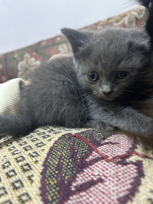 Отдам котят в добрые руки
