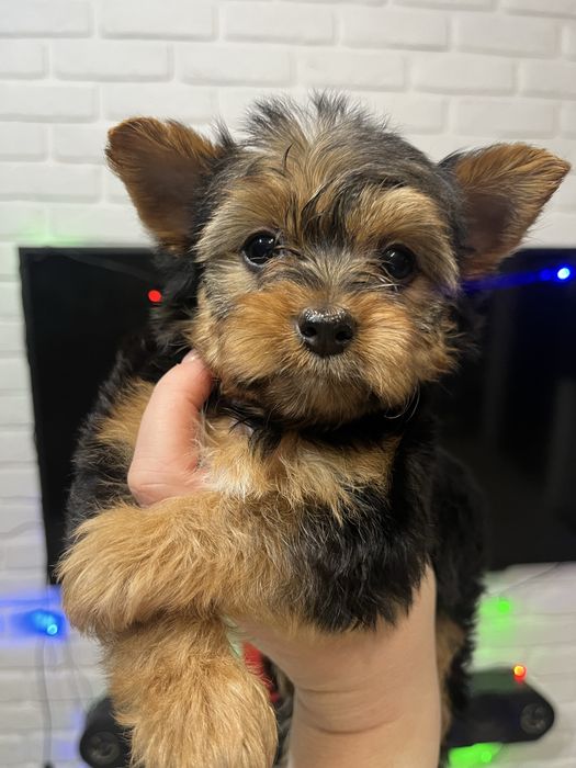 Йорк щенок девочка