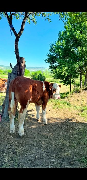 Vand un taur balțata