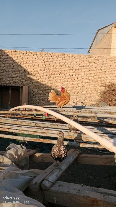 Сибрайт сотилади