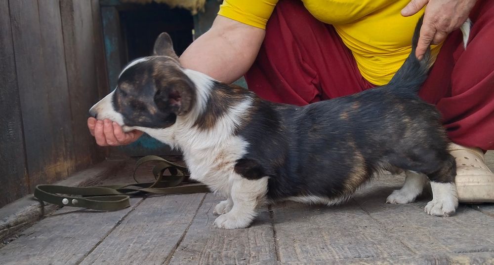Щенки вельш корги
