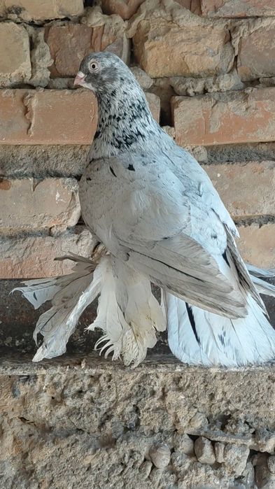 Голуби игровых кровей
