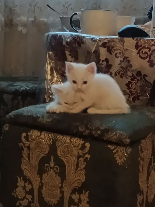 Отдадим котят в очень хорошие руки