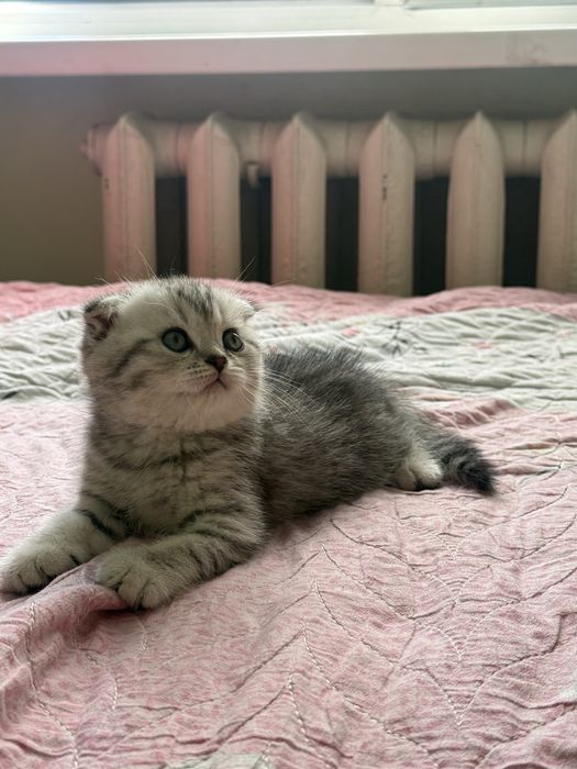 Scottish fold mushukcha