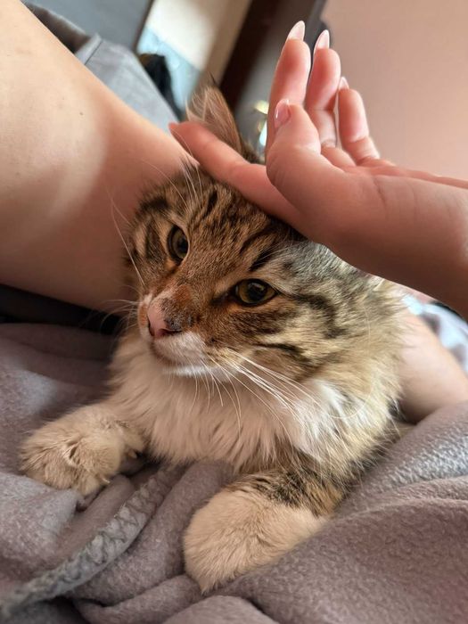 Дългокосмест прекрасник търси дом / може и приемен