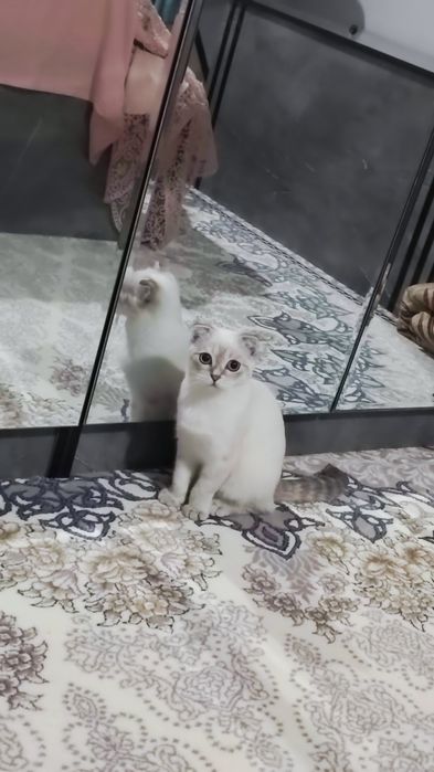 Britanskiy Shinshila Mushuk sotiladi