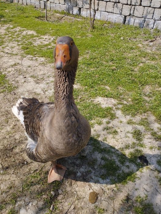 Крупные серые гуси