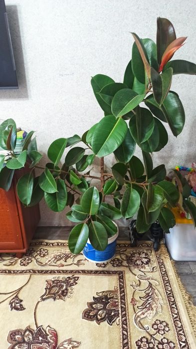Продам Фикус Бенжамина