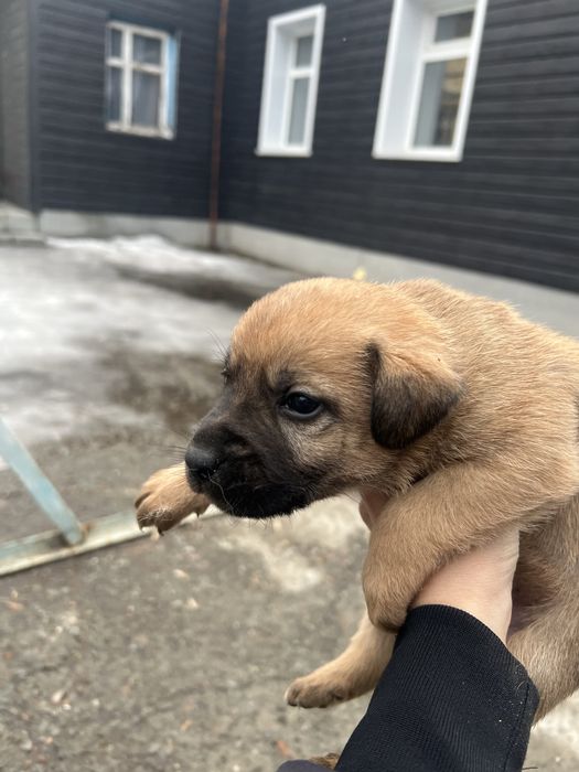 Отдам щенят в добрые руки