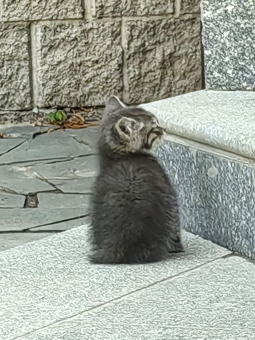 Милый котёнок ищет дом