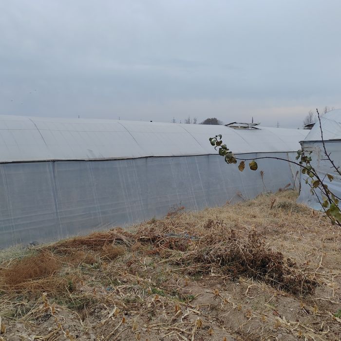 Teplitsa ferma 2.6 gektar nazarbe muzimpix tarafta sotiladi