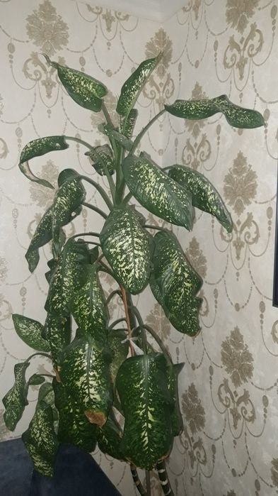 Домашние красивый цветы