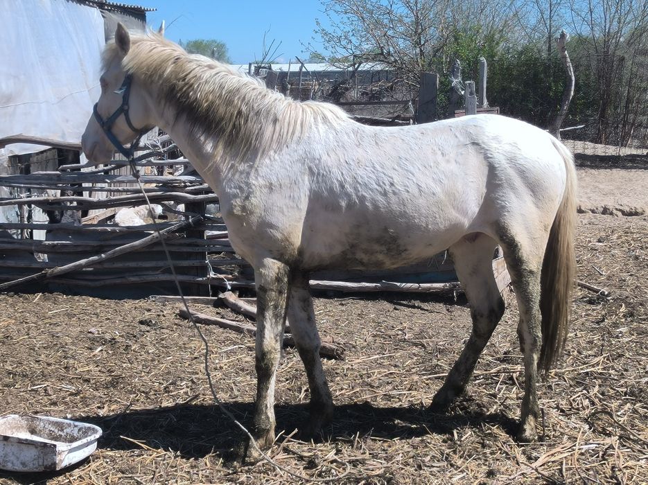 Жеребец, молодой