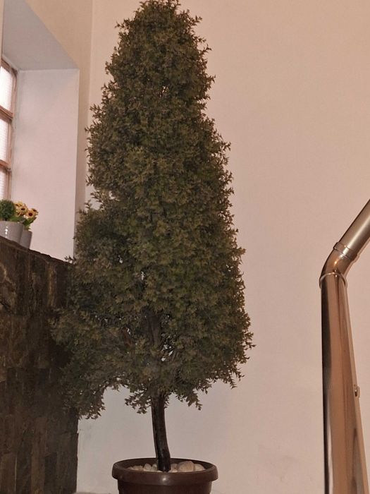 Продавам декоративни изкуствени дръвчета