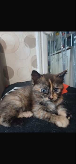 Отдам котят бесплатно