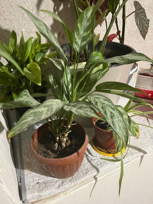 Комнатные растения