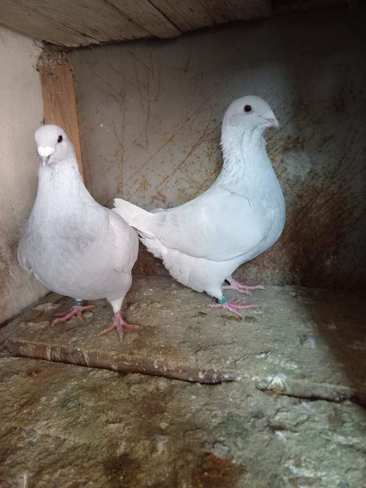 Porumbei standard românesc o pereche