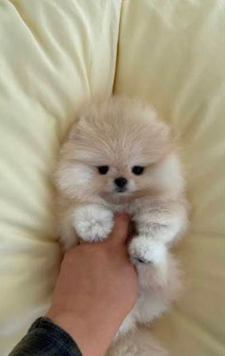 Pomeranian mini disponibil