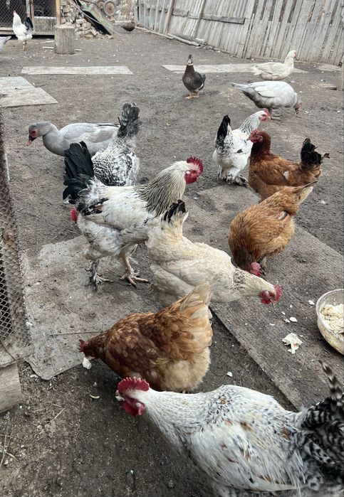 Молодые петушки 2025 года