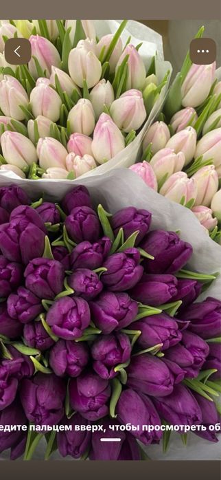 Тюльпаны оптом и в розницу