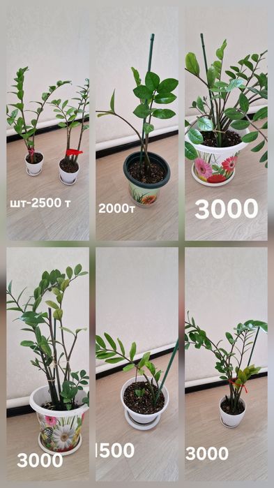 Доллар гүлдері сатылады