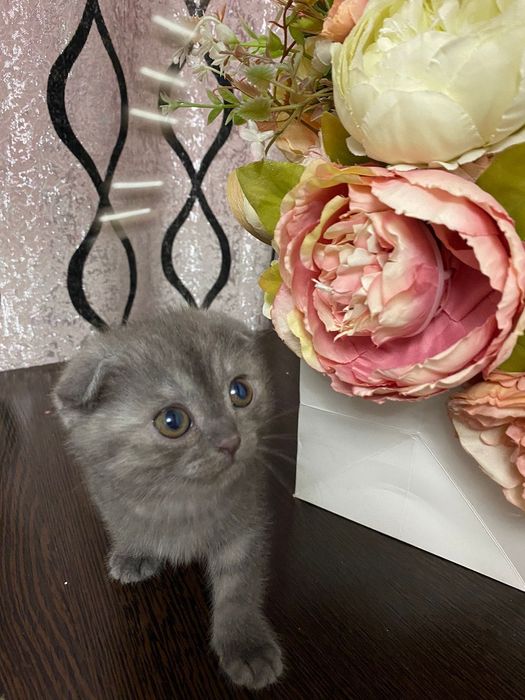 Котята скоттиш фолд