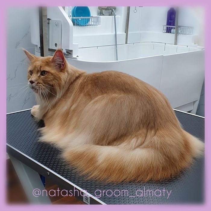 Стрижки собак и кошек