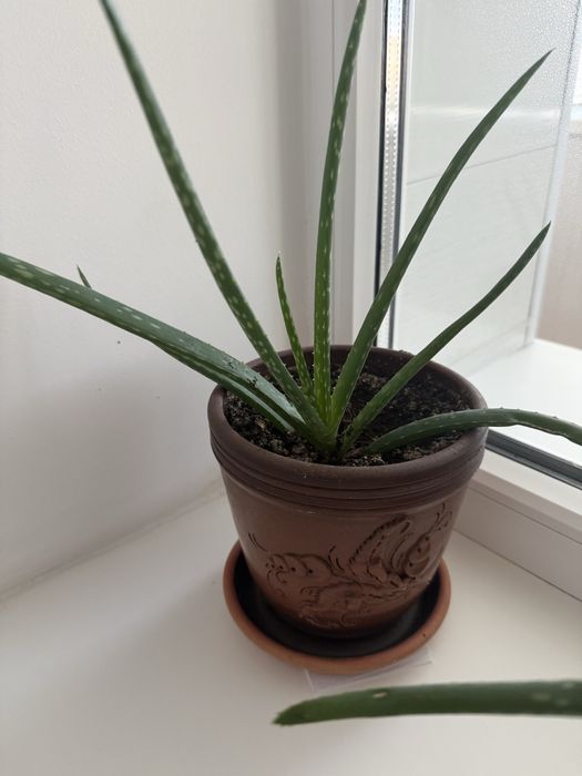 Цветы Алое вера лечебные