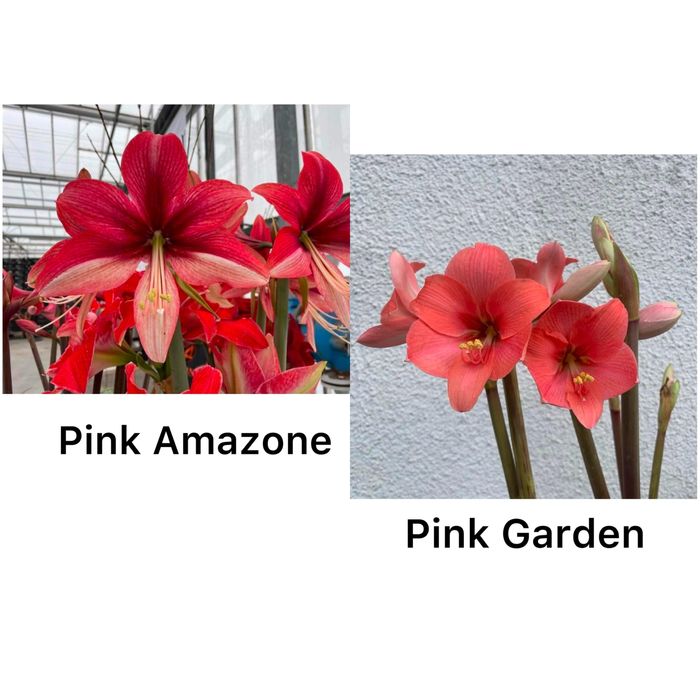 Амариллис Гипераструм РАСПРОДАЖА