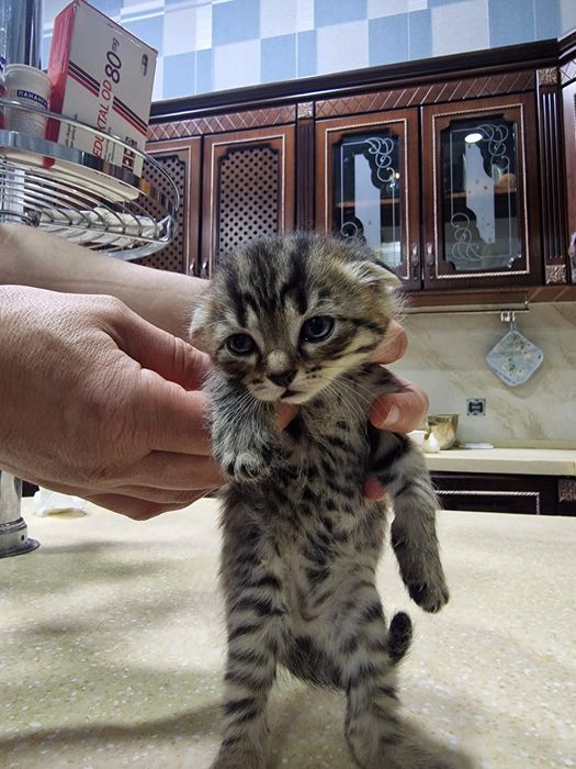 Котёнок шиншилы.