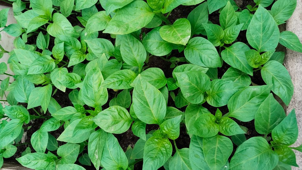 Продам рассаду раннюю