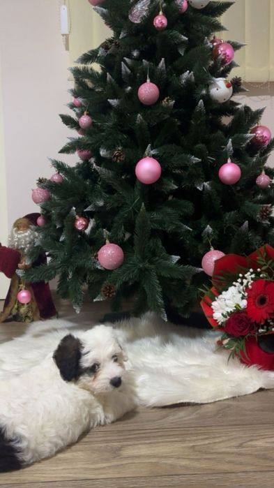 Vând cățeluș bichon