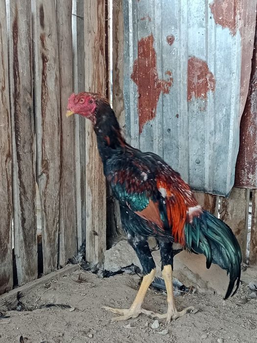 Дакан Бойцовский цыплёнок