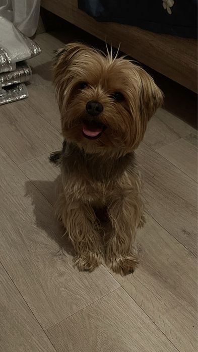 Кобель йоркширского терьера для вязки