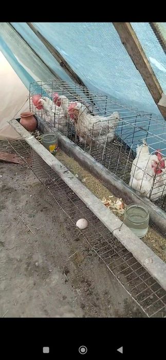 Garantiya tovuqlarga