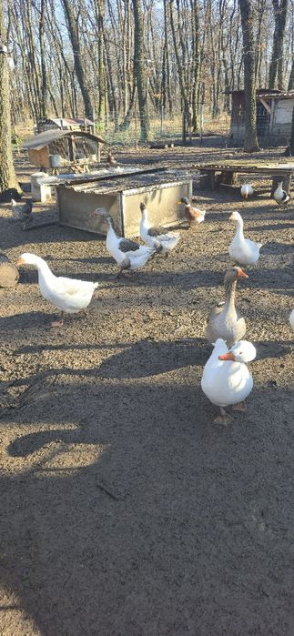 Гъски за разплод
