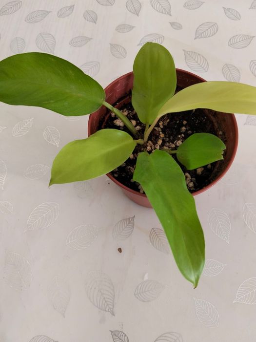 Продам филодендрон лимон