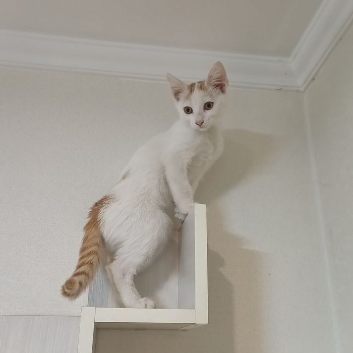 Котенок, мальчик, район Политеха.