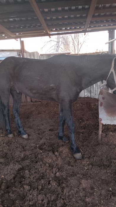 Продам жеребца 4 года