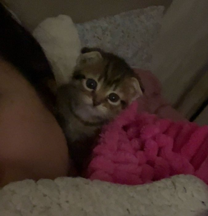 котята котята котята