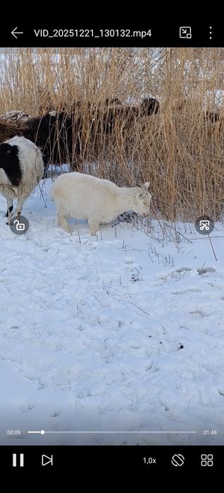 Продам козу годовалая