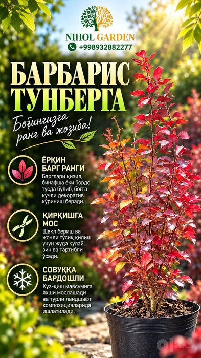 Барбарис тунберга