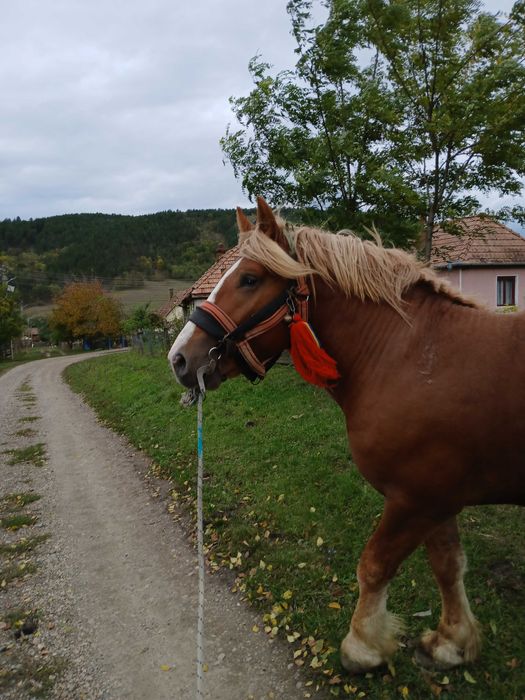 Vand armasar de 4/5 ani